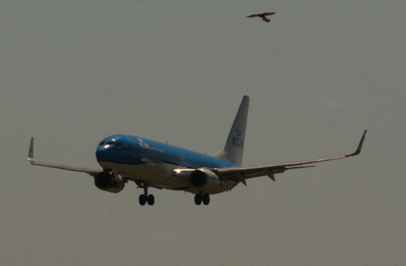 Boeing 737-800 | KLM | PH-BXD | Schiphol May 2025 | falcon praying above | (c) bvdz
